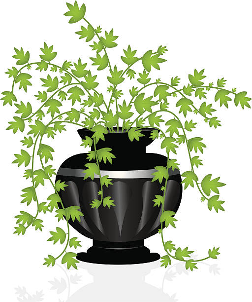 illustrations, cliparts, dessins animés et icônes de ivy de pot - ivy houseplant isolated plant