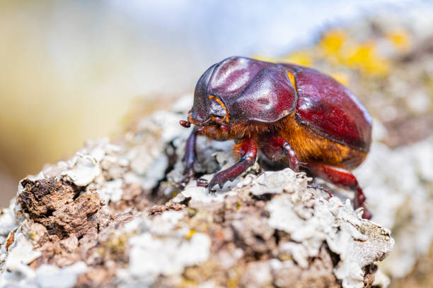 istock Phyllognathus excavatus - Mediterranean forest life, male beetle 1650609201