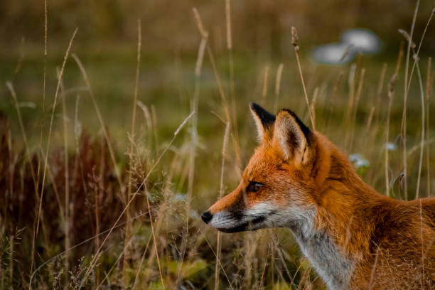 istock Autumn portrait of a fox 1650611342