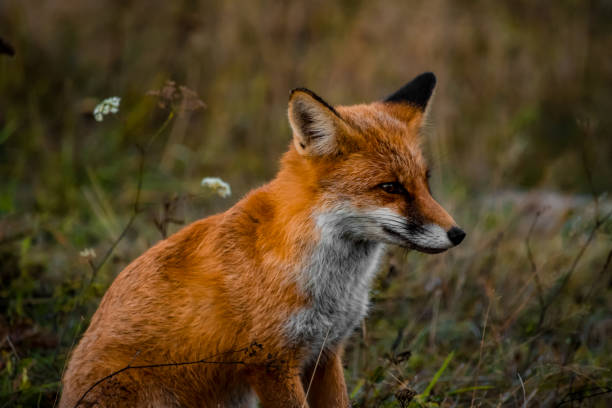 istock Autumn portrait of a fox 1650613530