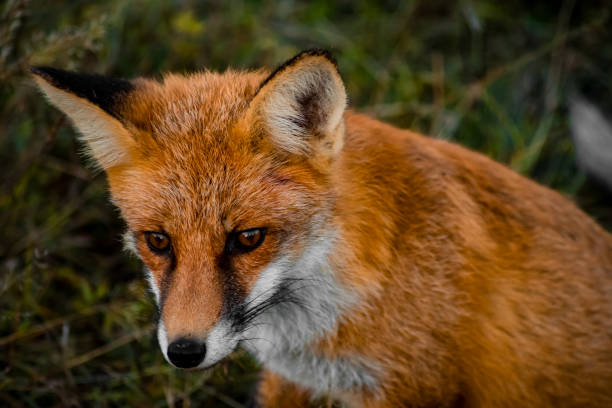 istock Autumn portrait of a fox 1650613531