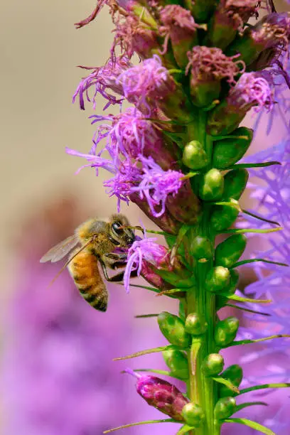 Photo of Honey bee and dense blazing star