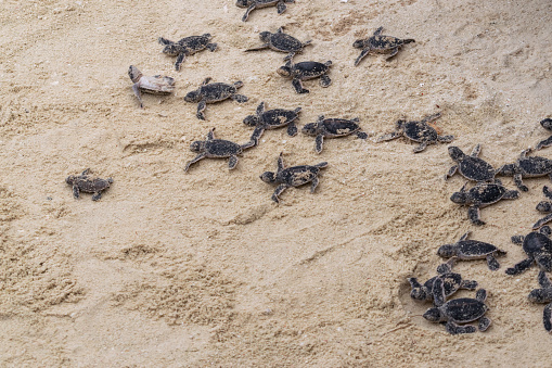 Amazing closeup of baby sea turtles just hatched trying to enter ocean water
