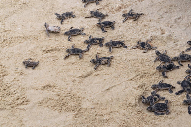 Amazing closeup of baby sea turtles just hatched Amazing closeup of baby sea turtles just hatched trying to enter ocean water sea turtle egg stock pictures, royalty-free photos & images