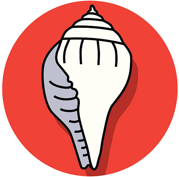 conch shell icon - sarmal deniz kabuğu illüstrasyonlar stock illustrations