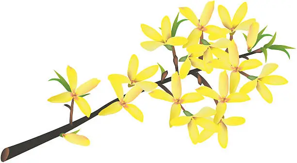 Vector illustration of Forsythia branch