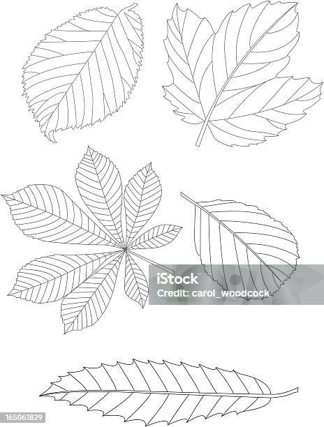 Blätter Stock Vektor Art und mehr Bilder von Blatt - Pflanzenbestandteile - Blatt - Pflanzenbestandteile, Kastanie - Laubbaum, Illustration