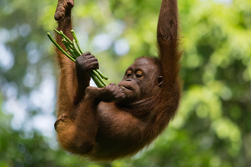 An amazing closeup of a wild baby orang utan