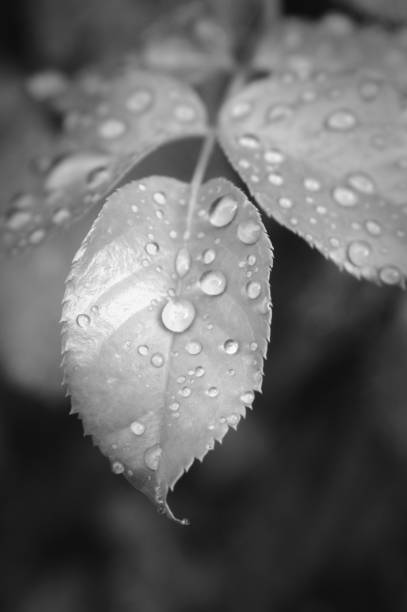 istock Plant leaves close-up 1650619058