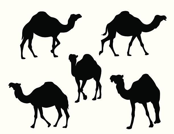 Camels Vector Silhouette A-Digit dromedary camel stock illustrations