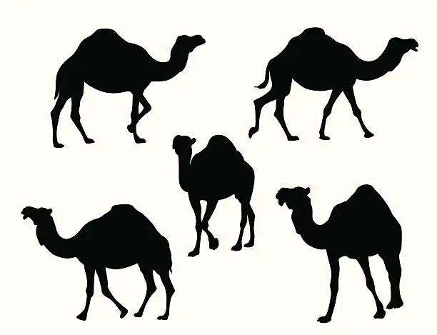 Vector illustration of Camels Vector Silhouette