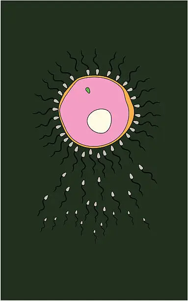 Vector illustration of Fertilization