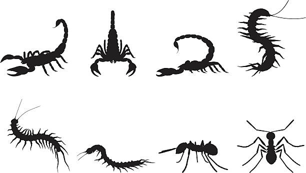 ilustrações de stock, clip art, desenhos animados e ícones de silhuetas de insetos - escorpião aracnídeo