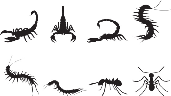 Insects Silhouettes