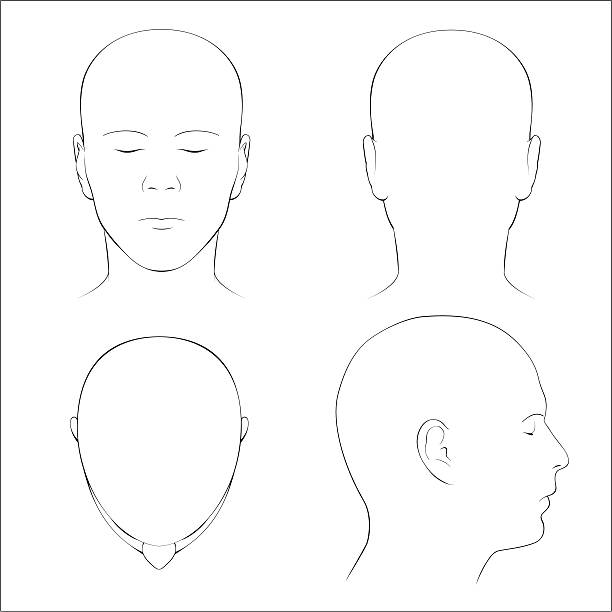 Human Head Surface Anatomy - Outline Front, back, top and profile views of the surface anatomy of the human head in outline.  Includes EPS, AI CS2 and hi-res JPG. front view illustrations stock illustrations