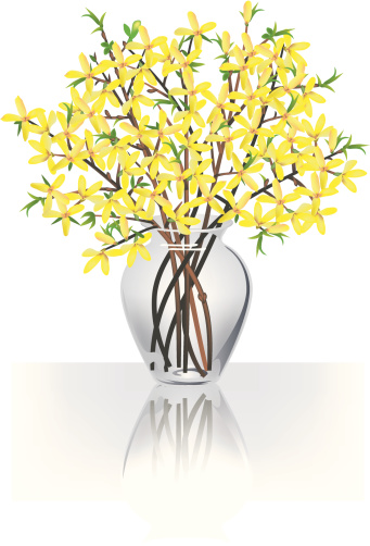 Bouquet of forsythia branches in glass vase with reflection. Table with reflection are on separate layer for easy removal. File contains meshes and gradients.