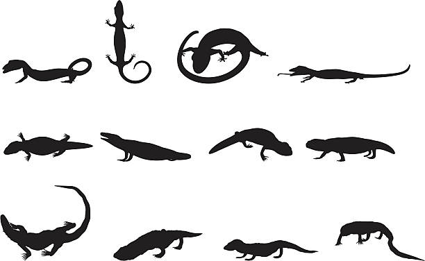 Lizards File types included are ai, eps, and jpg. komodo dragon drawing stock illustrations