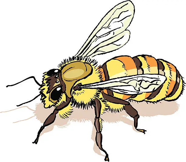 Vector illustration of bee