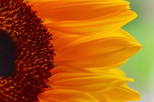 part of a sunflower on a green field, macro