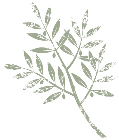 Grunge olive branch