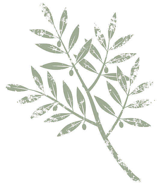 Grunge olive branch vector art illustration