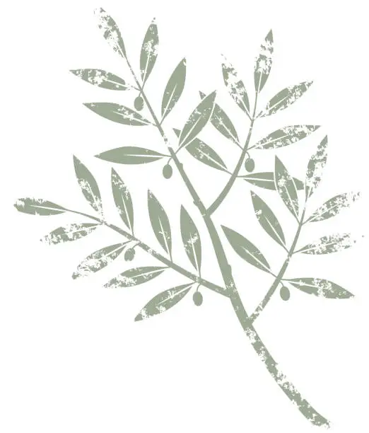 Vector illustration of Grunge olive branch