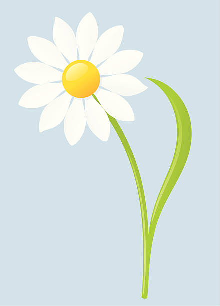 ilustraciones, imágenes clip art, dibujos animados e iconos de stock de incluidos jpeg margarita (daisy-chain - single flower flower daisy chamomile