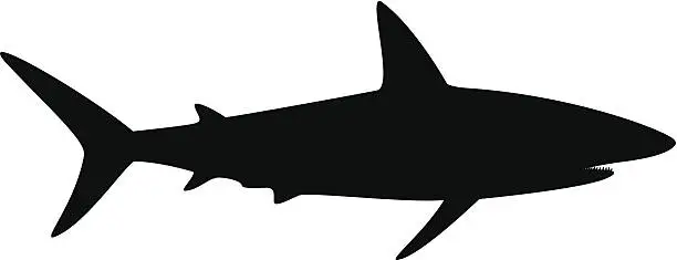 Vector illustration of Shark Silhouette