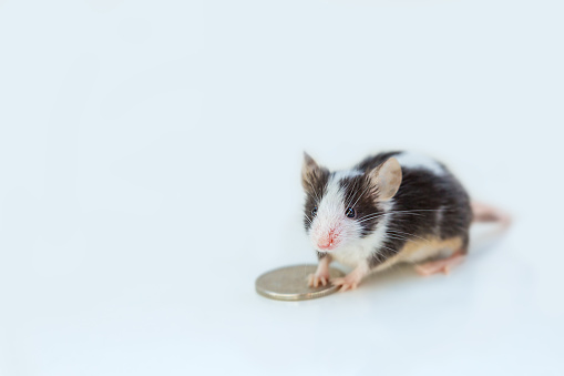 A colored little mouse, a domestic mouse sits on a penny on a white background with copy space, the mouse is a symbol of money and good luck, a pet