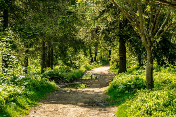 istock Tourist path leading through the forest. 1650661667