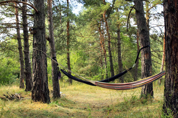 istock Wildcamping and relaxing hammocks in a pine forest by the river 1650662207