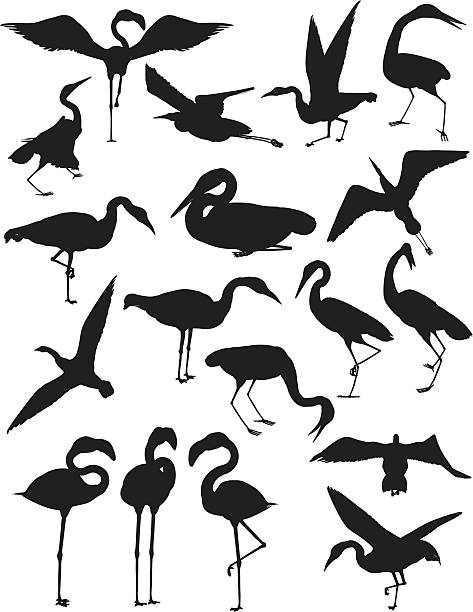 Birds: Cranes, Egrets, and Flamingoes EPS, Layered PSD, High & Low Resolution JPGs included. These are three birds that are commonly associated with wetlands. Each bird is on a separate, clearly-labeled layer (EPS, PSD). eurasian crane stock illustrations
