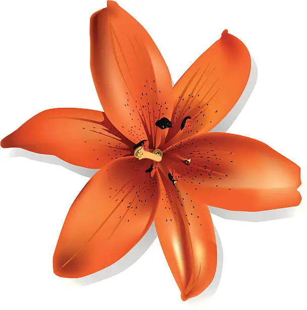 Vector illustration of Orange flower