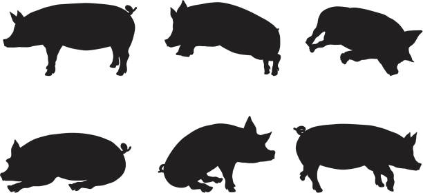 ilustrações, clipart, desenhos animados e ícones de coleção de silhueta de porco - pig silhouette animal livestock