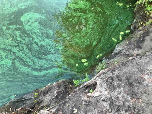istock Green water on the Dnipro river 1650675509