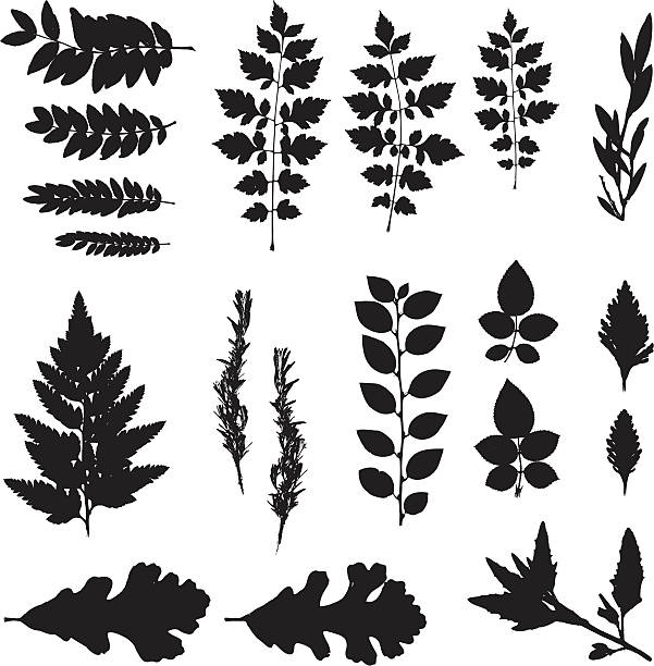 Black silhouette of various leaves on white background vector art illustration