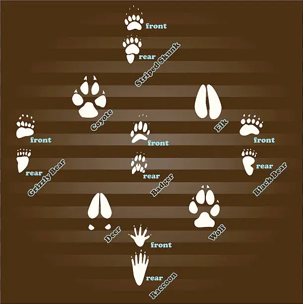 Vector illustration of Animal Tracks