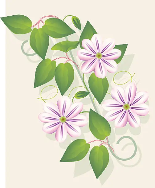Vector illustration of Clematis 