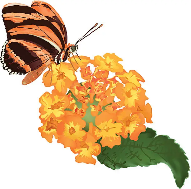 Vector illustration of Butterfly sitting on flower