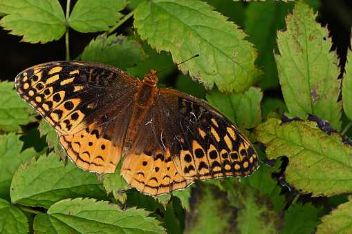 Butterfly sitting on leaves.