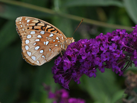 Great spangled fritillary catching the sunlight on a butterfly bush in a Connecticut state forest, late summer. 4:3 format.