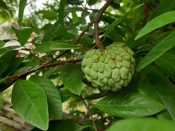istock sugar apple, sweetsop, edible, fruit, Annona squamosa 1650679276