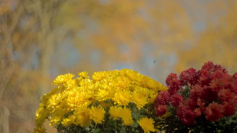 Bee flying over the autumn bouquet of yellow and red chrysanthemums, close-up. Video with the static camera.