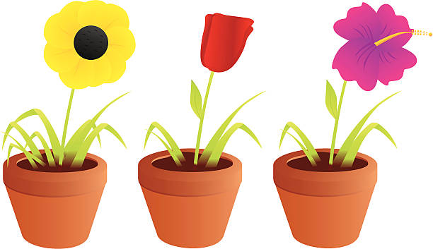 3 가지 꽃 - tulip sunflower single flower flower stock illustrations