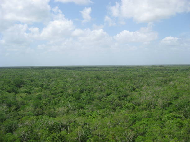 istock Pyramid View of the Forest 1650681128