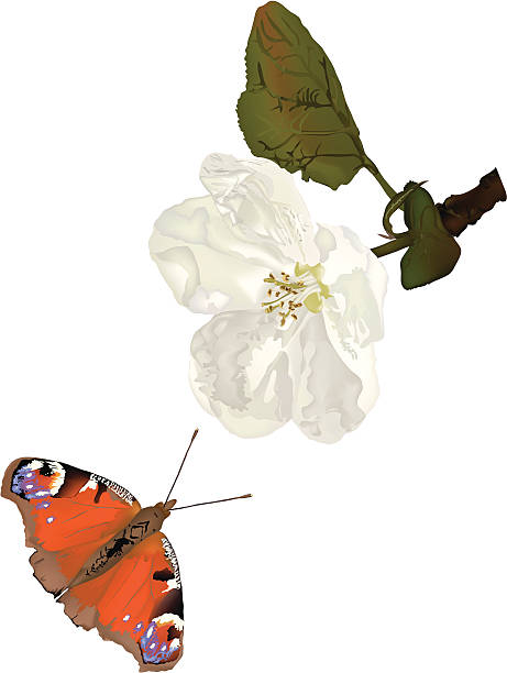 Pavone Butterly con Fiore di melo - illustrazione arte vettoriale
