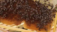 istock Swarming bees. 1650682267