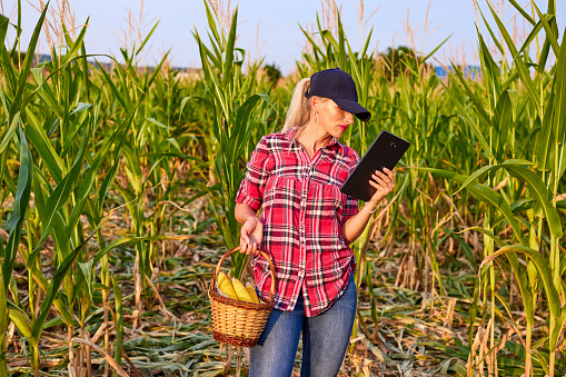 Pretty farmer girl standing in corn field. Portrait of pretty woman using tablet in agriculture.