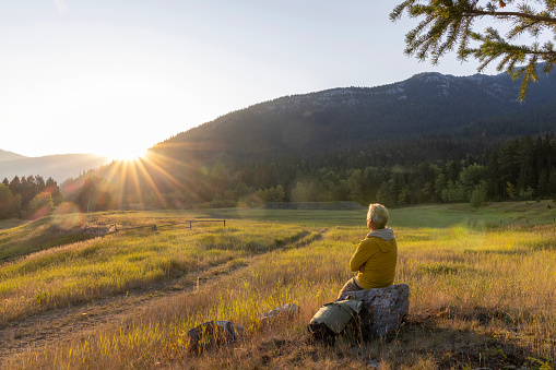 He relaxes in an agricultural meadow, Crowsnest Pass, Alberta