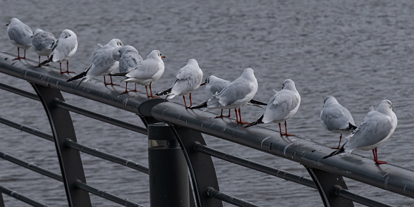 Group of Herring Gull waiting for fish.